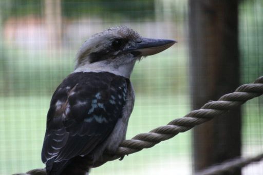 Vorschau Bild von Kookaburra Weibchen Heidi in der australischen Voliere