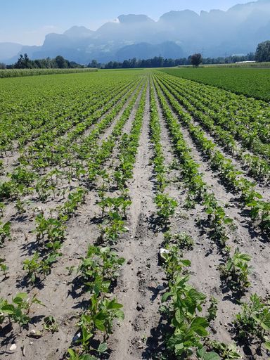 Vorschau Bild von 6. August 2020: Nach der Behandlung regenerieren sich die
hagelgeschädigten Pflanzen deutlich. Weiterer Text über ots und
www.presseportal.de/nr/134071 / Die Verwendung dieses Bildes ist für
redaktionelle Zwecke honorarfrei. Veröffentlichung bitte unter
Quellenangabe: "obs/B+H Solutions GmbH"
