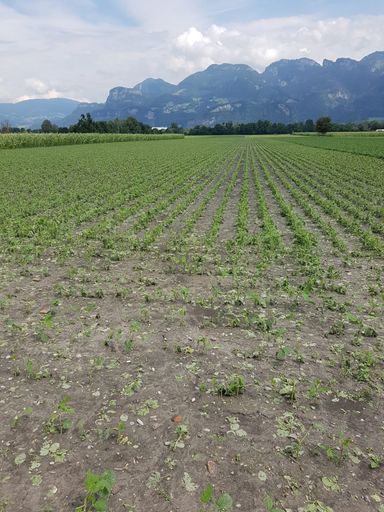 Vorschau Bild von 28. Juli 2020: Nach dem Unwetter erfolgte die Blattbehandlung mit
150 ml AgroArgentum® Bor und 50 ml AgroCyprum® bei 300 Liter Wasser
pro Hektar. Weiterer Text über ots und www.presseportal.de/nr/134071
/ Die Verwendung dieses Bildes ist für redaktionelle Zwecke
honorarfrei. Veröffentlichung bitte unter Quellenangabe: "obs/B+H
Solutions GmbH"