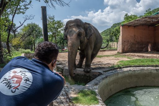 Vorschau Bild von VIER PFOTEN Tierarzt Dr. Amir Khalil und Elefant
Kaavan