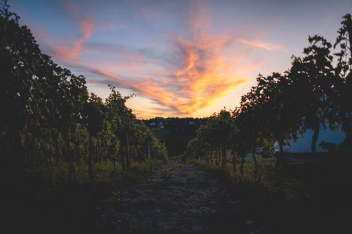  Winzer und landwirtschaftliche Produzenten begrüßen
ihre Kunden am Hof