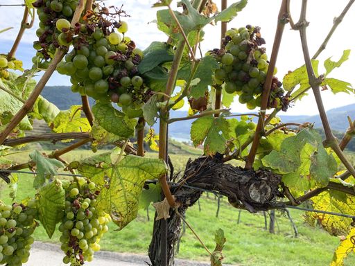 Vorschau Bild von Hagelschaden bei Wein/Spitz a. d. Donau