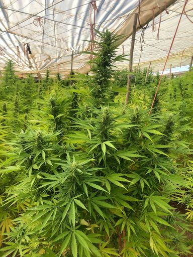 Spanische CBD-Hanfplantage 28. August 2020 - 2 Wochen vor
Erntebeginn. Der Hanfbauer ist beeindruckt, so viel hat er vorher
noch nie geerntet / Weiterer Text über ots und
www.presseportal.de/nr/134071 / Die Verwendung dieses Bildes ist für
redaktionelle Zwecke honorarfrei. Veröffentlichung bitte unter
Quellenangabe: "obs/B+H Solutions GmbH"