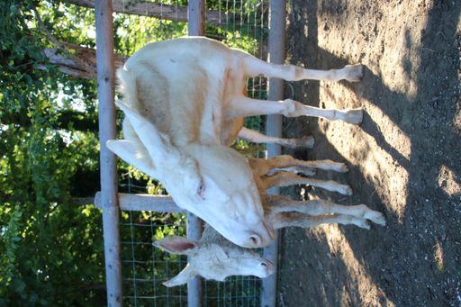 Vorschau Bild von Nachwuchs bei den Weißen Barockeseln