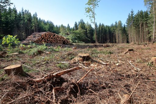 Vorschau Bild von gerodete Waldfläche in Sallingberg - geplantes
Windkraftprojekt steht im Konflikt mit Naturschutzgesetzen aufgrund
nachgewiesenem Schwarzstorchhorst.