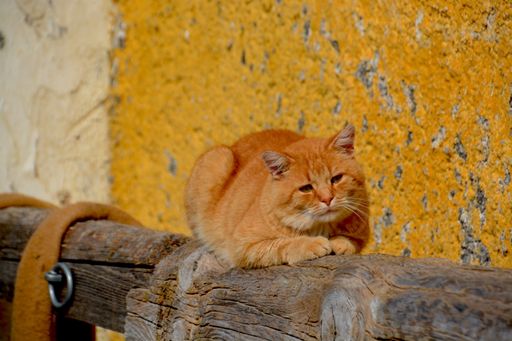  Ananas für die Katze