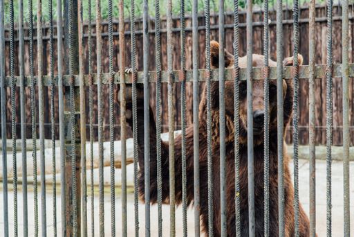  Bär Leo vor seiner Rettung durch VIER PFOTEN