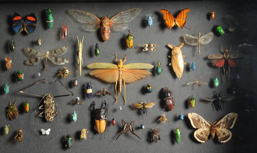 verschiedene Insekten
