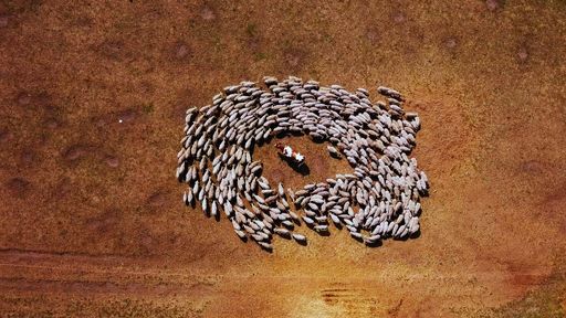 Vorschau Bild von SHEEP HERO Filmfestsieger