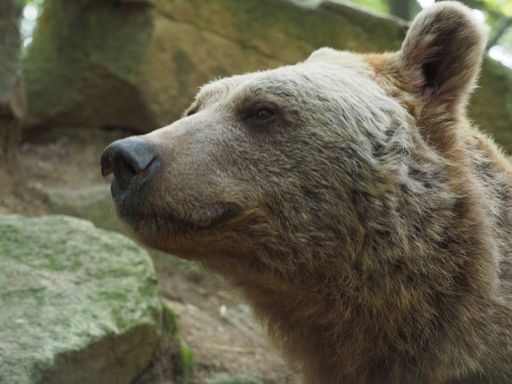 Vinzenz war ein außergewöhnlich schöner sibirischer
Braunbär