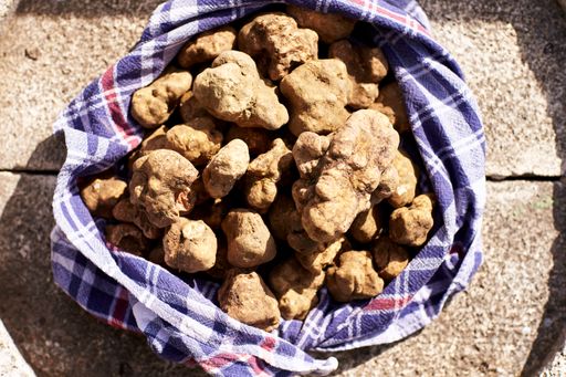 Vorschau Bild von Truffle in the city of Vienna - Der Trüffelball von Luca Miliffi
ist eröffnet!