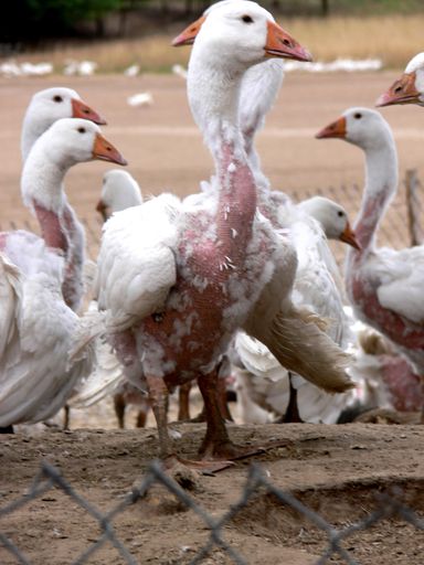 Vorschau Bild von Gänse werden beim Lebendrupf verletzt