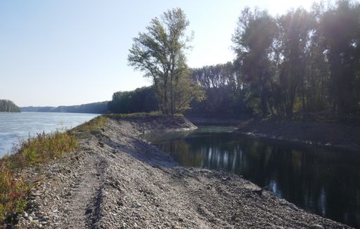Ein störungsarmes Zuhause für Fische, Amphibien und
Co. - das neue Gewässer an der Fischamündung