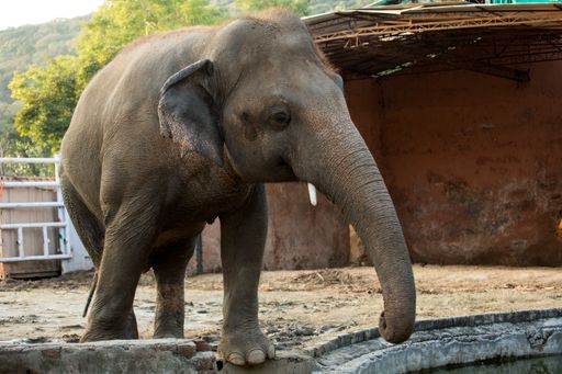 Der Elefant Kaavan im Zoo Marghazar in Islamabad, Pakistan