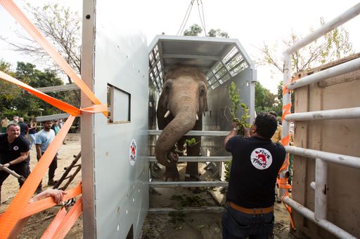 Endlich auf ins neue Leben... Kaavan in der
Transportbox mit VIER PFOTEN Tierarzt Dr. Amir Khalil