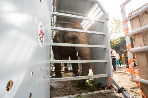 Vorschau Bild von Elefant Kaavan wurde vom VIER PFOTEN Team
sorgfältig auf seine Reise vorbereitet