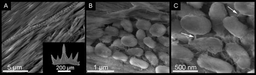 Bakterien auf Haifischzähnen