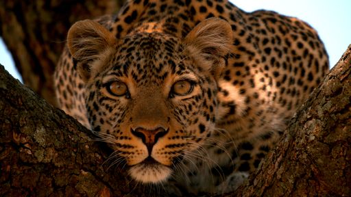 Ob Löwe, Tiger, Gepard oder Jaguar - sie alle werden bewundert
und gehören dennoch zu den bedrohtesten Arten der Tierwelt. Mit dem
"Big Cat Februar" rückt National Geographic WILD die majestätischen
Herrscher der Wildnis mit einem vielseitigen Programm und fünf
deutschen TV-Premieren in den Fokus. (© Wildlife Films) / Weiterer
Text über ots und www.presseportal.de/nr/107839 / Die Verwendung
dieses Bildes ist für redaktionelle Zwecke honorarfrei.
Veröffentlichung bitte unter Quellenangabe: "obs/Nat Geo Wild"