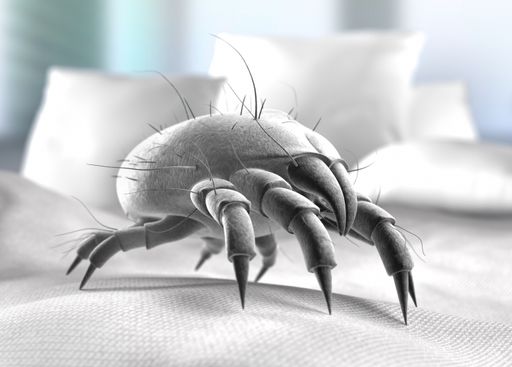 Hausstaubmilbe im Bett