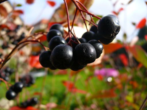 Vorschau Bild von Aroniabeeren aus Coswig bei Dresden: hier werden Bio-Beeren in
Reformhaus-Qualität für Saft angebaut. Aroniabeeren gibt es in
Deutschland seit Mitte der 70er Jahre. Die größten Anbaugebiete
befinden sich in Sachsen und Brandenburg. / Corona: Studie gibt
Hoffnung / Aroniasaft kann SARS-CoV-2 und Grippe-Viren hemmen /
Antivirale Wirkung im Labor nachgewiesen / Professor empfiehlt
Gurgeln und anschließendes Schlucken des Safts / Weiterer Text über
ots und www.presseportal.de/nr/151225 / Die Verwendung dieses Bildes
ist für redaktionelle Zwecke honorarfrei. Veröffentlichung bitte
unter Quellenangabe: "obs/Aroniabeere e.V."