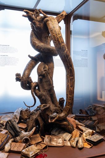 Artenschutz-Vitrine mit Dunklem Tigerpython