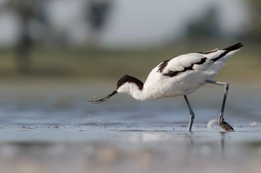 Vorschau Bild von Die Tiroler Anna-Maria Seebacher und Manuel Gruber erkundeten als
Medienstipendiaten den Nationalpark Neusiedler See - Seewinkel. Ihre
Bilder bieten beeindruckende Einblicke in die artenreiche Vogelwelt
des Seewinkels.