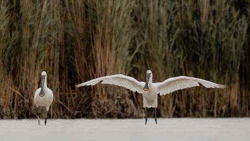 Vorschau Bild von Die Tiroler Anna-Maria Seebacher und Manuel Gruber erkundeten als
Medienstipendiaten den Nationalpark Neusiedler See - Seewinkel. Ihre
Bilder bieten beeindruckende Einblicke in die artenreiche Vogelwelt
des Seewinkels.