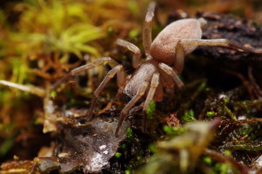 Vorschau Bild von Rotbraune Sackspinne Clubiona saxatilis,
Erstnachweis in Oberösterreich