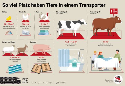 Infografik: Wie viel Platz haben Tiere im
Transporter?