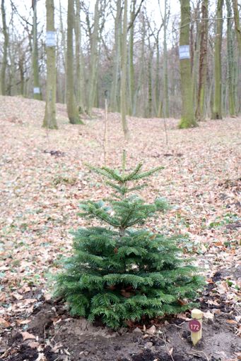 Vorschau Bild von Im Wald der Ewigkeit Bisamberg / Klein-Engersdorf
können biologisch abbaubare Urnen bei folgenden Bäumen und
Sträuchern beigesetzt werden: Linde, Eiche, Esche, Robinie
(Scheinakazie), (Rot-)Buche, (Wal-)Nussbaum, Ahorn, Kastanie,
Kirsche, Apfel, Ulme, Haselnuss, Pappel, Weide, Birke, Eberesche,
Erle, Tanne, Elsbeere, Weißdorn, Hainbuche, Kiefer, Eibe, Zeder,
Zürgelbaum, Zypresse, Schwarzdorn, Goldglöckchen, Kirschlorbeer,
Stechpalme und Holunder. Im Wald der Ewigkeit Bisamberg /
Klein-Engersdorf stehen 31 verschiedene Baum- und Straucharten zur
Auswahl. Insgesamt sind 190 Bäume und Sträucher freigegeben. Auf
diesem Bild ist im Vordergrund eine Tanne zu sehen.