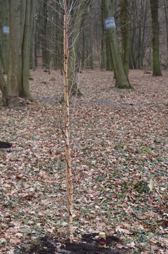 Vorschau Bild von Im Wald der Ewigkeit Bisamberg / Klein-Engersdorf
können biologisch abbaubare Urnen bei folgenden Bäumen und
Sträuchern beigesetzt werden: Linde, Eiche, Esche, Robinie
(Scheinakazie), (Rot-)Buche, (Wal-)Nussbaum, Ahorn, Kastanie,
Kirsche, Apfel, Ulme, Haselnuss, Pappel, Weide, Birke, Eberesche,
Erle, Tanne, Elsbeere, Weißdorn, Hainbuche, Kiefer, Eibe, Zeder,
Zürgelbaum, Zypresse, Schwarzdorn, Goldglöckchen, Kirschlorbeer,
Stechpalme und Holunder. Im Wald der Ewigkeit Bisamberg /
Klein-Engersdorf stehen 31 verschiedene Baum- und Straucharten zur
Auswahl. Insgesamt sind 190 Bäume und Sträucher freigegeben. Auf
diesem Bild ist im Vordergrund eine Birke zu sehen.