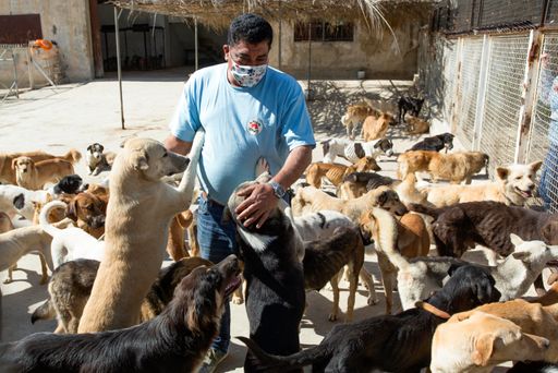 Dr. Amir Khalil, Leiter der VIER PFOTEN Mission im
Libanon, bei der Arbeit