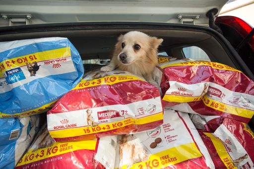 Vorschau Bild von VIER PFOTEN verteilt in Beirut insgesamt zehn
Tonnen Futter an bedürftige Tierheime und Streuner