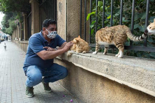 Vorschau Bild von Die Streunerkatzen in den Straßen von Beirut
brauchen Hilfe