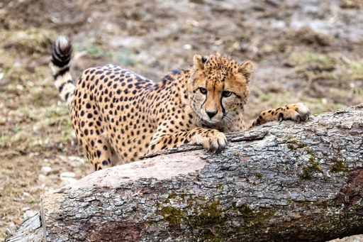  GRAWE Patentier Gepard Tayo erkundet das Außengehege