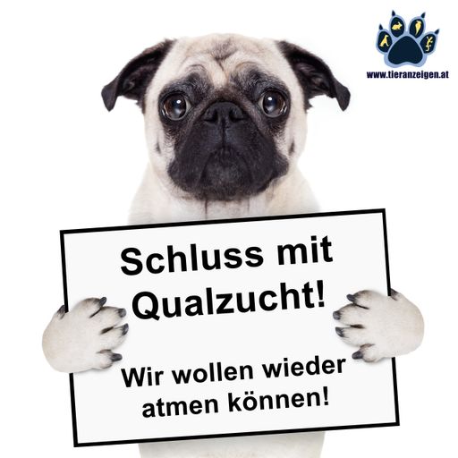Vorschau Bild von Schluss mit Qualzucht