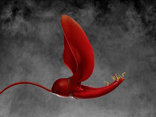 Erythrina Cristagalli - Künstler: Richard Fischer