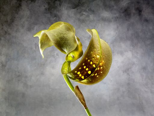Vorschau Bild von Bulbophyllum Grandiflorum Qrchidaceae
