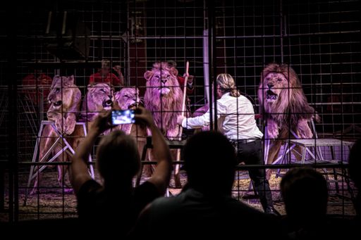  Wildtiere zu Unterhaltungszwecken einzusetzen ist
Tierqual