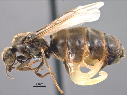 Königin der Ameisenart Lasius niger mit einem parasitischen
Fadenwurm