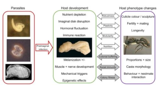 Vorschau Bild von Übersichtsgrafik verschiedener Faktoren, die zu parasitenbedingten Veränderungen bei Ameisen beitragen und dadurch Entwicklung und Evolution beeinflussen können Fotos: S.P. Yanoviak, R. Pereira, A. Laciny