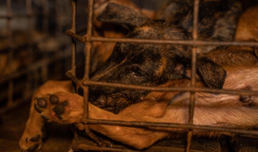 Die Hunde waren in Käfige gepfercht