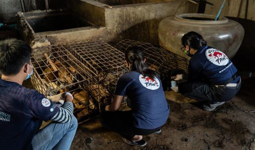 Vorschau Bild von Das VIER PFOTEN Team befreite die Hunde aus ihren
Käfigen