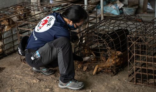 Vorschau Bild von Emotionale Szenen: Die Hunde waren unglaublich
dankbar