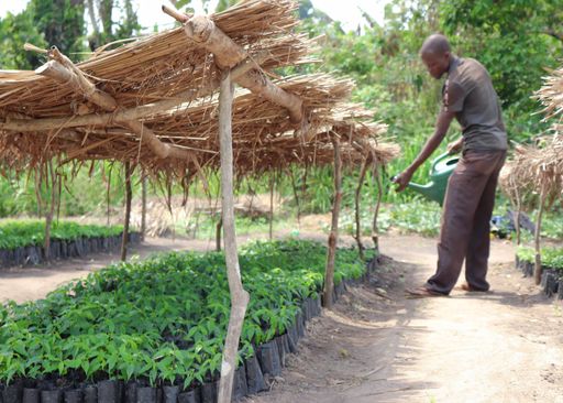 Vorschau Bild von Internationale Tag des Waldes am 21.03.2021