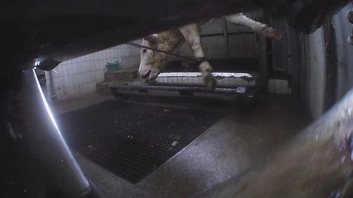 Systematisches Schächten aufgedeckt / Deutscher Schlachthof quält
Tiere zu Tode / NRW-Behörden versagen beim Tierschutz / Ein Rind
wird in Selm NRW in Schlachthof Prott im März 2021 illegal
geschächtet. / Weiterer Text über ots und
www.presseportal.de/nr/110736 / Die Verwendung dieses Bildes ist für
redaktionelle Zwecke unter Beachtung ggf. genannter
Nutzungsbedingungen honorarfrei. Veröffentlichung bitte mit
Bildrechte-Hinweis.