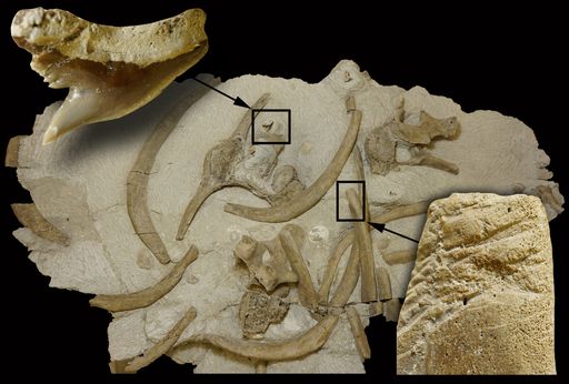 Einige der fossilen Knochen der jungen Seekuh mit
den Biss Spuren und beiliegenden Zähnen des Tigerhaies Galeocerdo
aduncus.