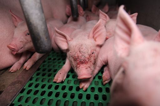 Vorschau Bild von Etliche Ferkel in der niederösterreichischen Zucht
haben tiefe Schrammen im Gesicht - die Folge von Kämpfen um die
Zitzen der Mutter. Durch Leistungszucht kommen oft zu viele Ferkel
auf die Welt.