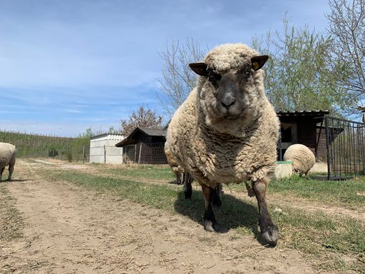 Die sieben Shropshire-Schafe am Gerasdorfer Schafberg bekommen
Ende April 2021 Zuwachs.