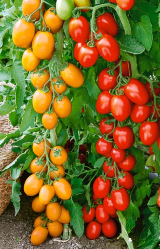 Zwei verschiedene Tomatensorten wurden miteinander
zu Tomella veredelt.
